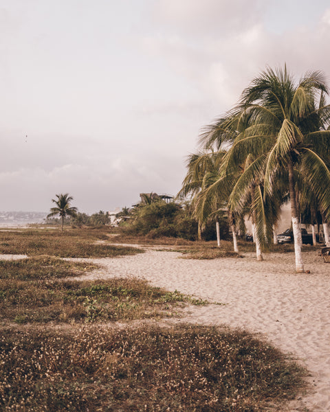 Beach scene with palm trees and a cloudy sky