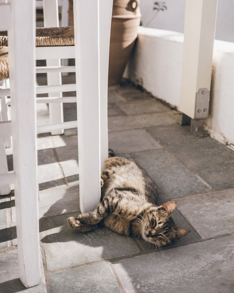 Cat lying on a stone floor next to a white railing
